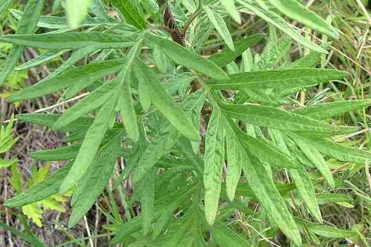 Artemisia verlotiorum Artemisia verlotiorum