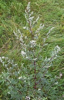 Artemisia vulgaris httpsuploadwikimediaorgwikipediacommonsthu