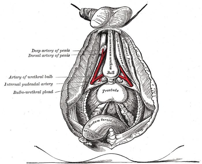 Artery of bulb of penis