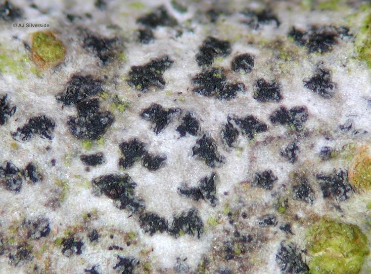 Arthonia Arthonia radiata images of British lichens