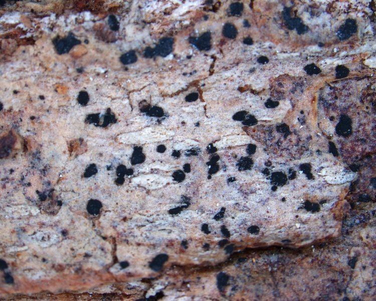 Arthonia Ways of Enlichenment Lichens of North America