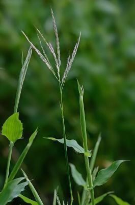 Arthraxon hispidus Digital Atlas of the Virginia Flora Arthraxon hispidus Thunb