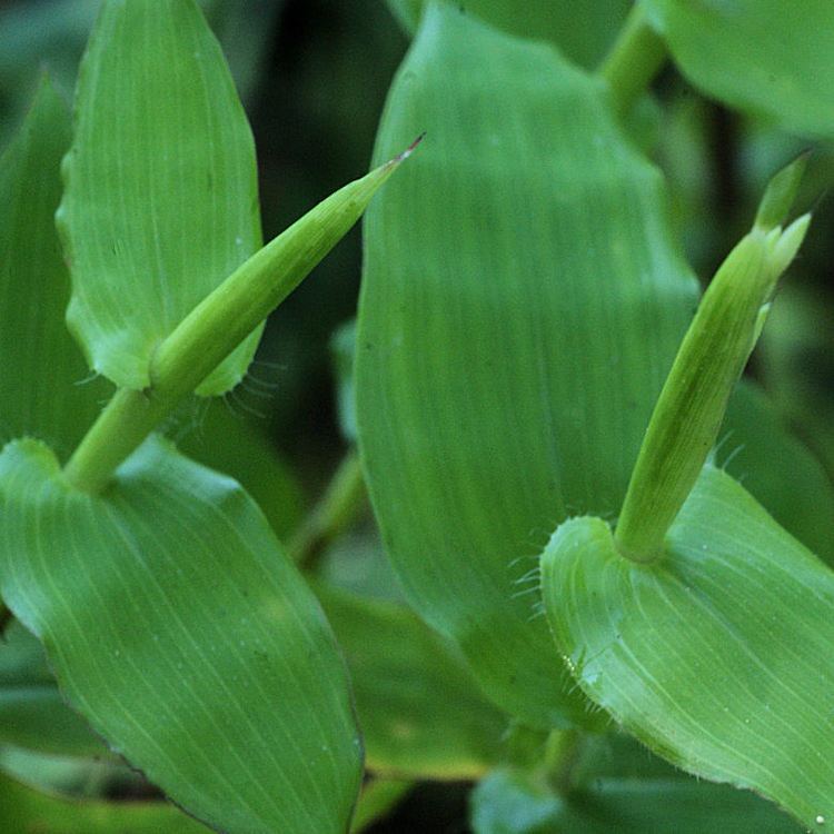 Arthraxon hispidus Arthraxon hispidus Lower Hudson Partnership for Regional Invasive