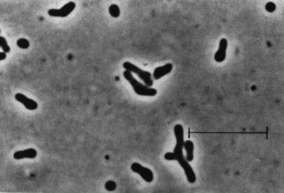 Arthrobacter Arthrobacter MicrobeWiki
