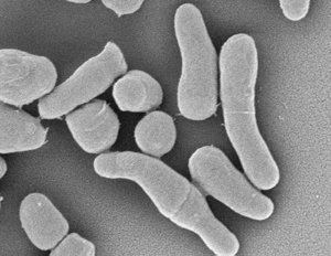 Arthrobacter Arthrobacter Coryneform Bacteria