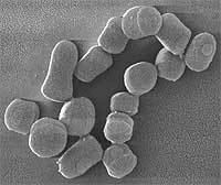 Arthrobacter httpsuploadwikimediaorgwikipediacommonsaa