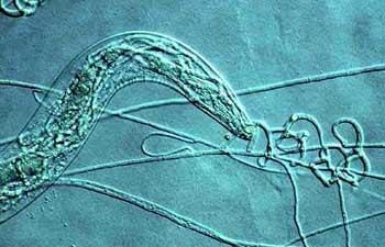 Arthrobotrys The Fungus Among Us Arthrobotrys oligospora