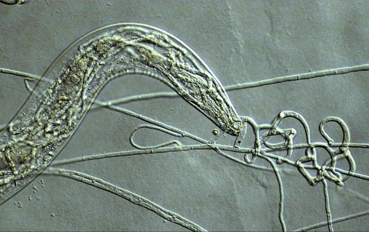 Arthrobotrys Arthrobotrys oligospora with captured nema 2