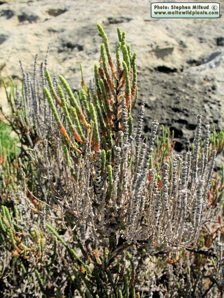 Arthrocnemum Wild Plants of Malta amp Gozo Plant Arthrocnemum macrostachyum