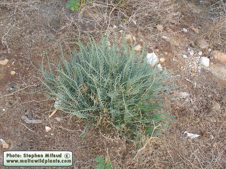 Arthrocnemum macrostachyum Wild Plants of Malta amp Gozo Plant Arthrocnemum macrostachyum