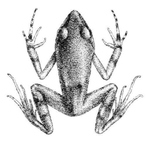 Arthroleptis poecilonotus