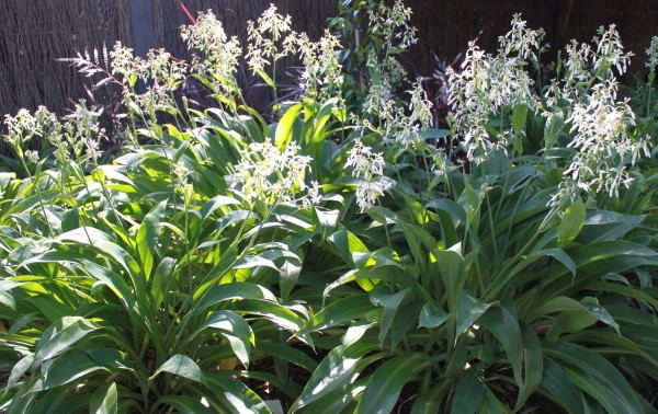 Arthropodium New Zealand Rock Lily Arthropodium cirratum Gardenworld