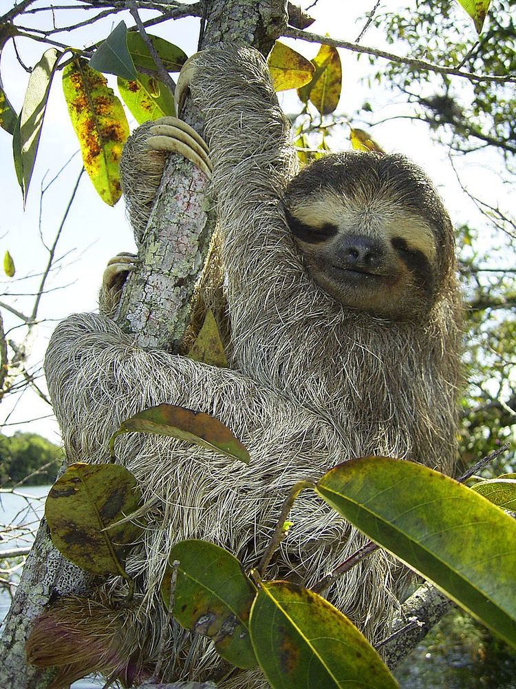 Arthropods associated with sloths
