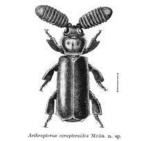 Arthropterus httpsuploadwikimediaorgwikipediacommonsthu