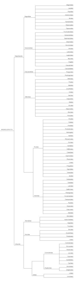 Arthur Cronquist Cronquist system Wikipedia