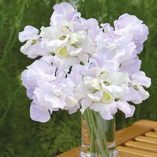 Arthur Hellyer Sweet Pea Arthur Hellyer Seeds from Mr Fothergills Seeds and Plants