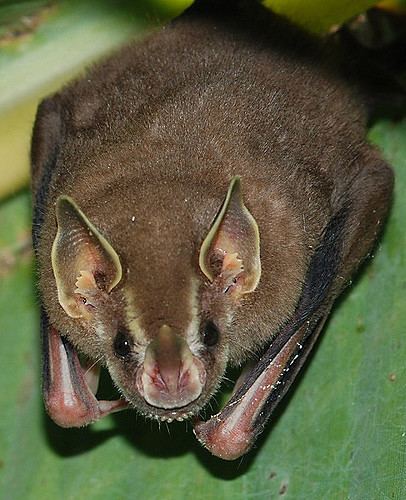Artibeus Field Herp Forum View topic Bats Bats Bats