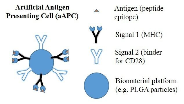 Artificial antigen presenting cells