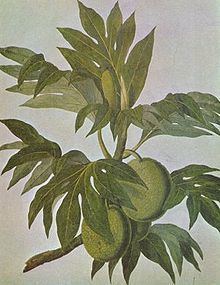 Artocarpeae httpsuploadwikimediaorgwikipediacommonsthu