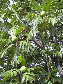 Artocarpus httpsuploadwikimediaorgwikipediacommonsthu