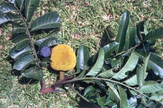 Artocarpus anisophyllus Artocarpus anisophyllus Miq Discover Life