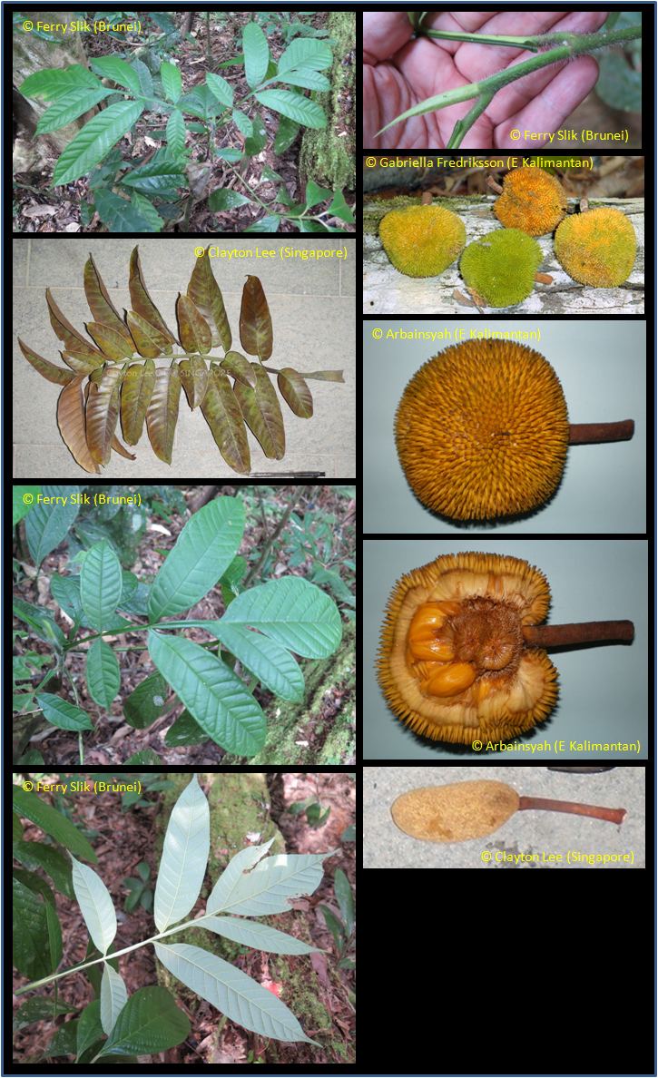 Artocarpus anisophyllus wwwasianplantnetMoraceaeArtocarpusanisophyllu