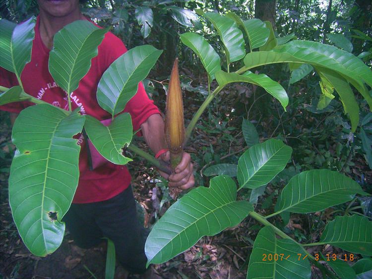 Artocarpus anisophyllus Artocarpus anisophyllus Moraceae image 105645 at PhytoImagessiuedu