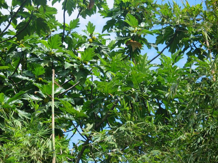 Artocarpus blancoi Artocarpus blancoi Moraceae image 33634 at PhytoImagessiuedu