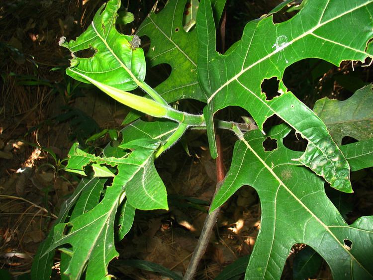 Artocarpus blancoi Artocarpus blancoi Moraceae image 33635 at PhytoImagessiuedu