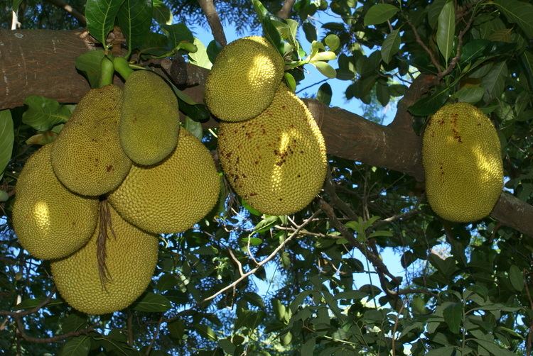 Artocarpus Artocarpus heterophyllus Wikimedia Commons