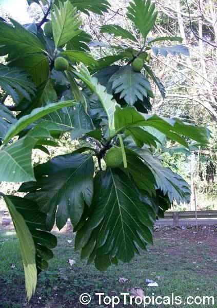 Artocarpus camansi Artocarpus camansi Seeded breadfruit Breadnut TopTropicalscom