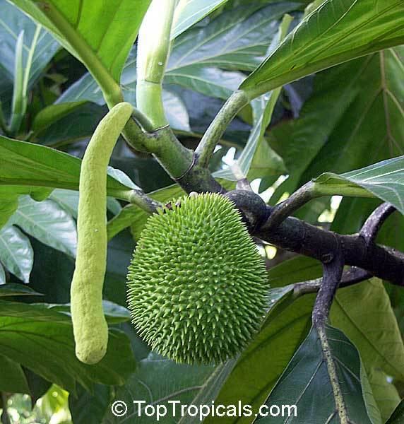Artocarpus camansi Artocarpus camansi Seeded breadfruit Breadnut TopTropicalscom