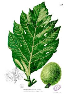 Artocarpus camansi httpsuploadwikimediaorgwikipediacommonsthu