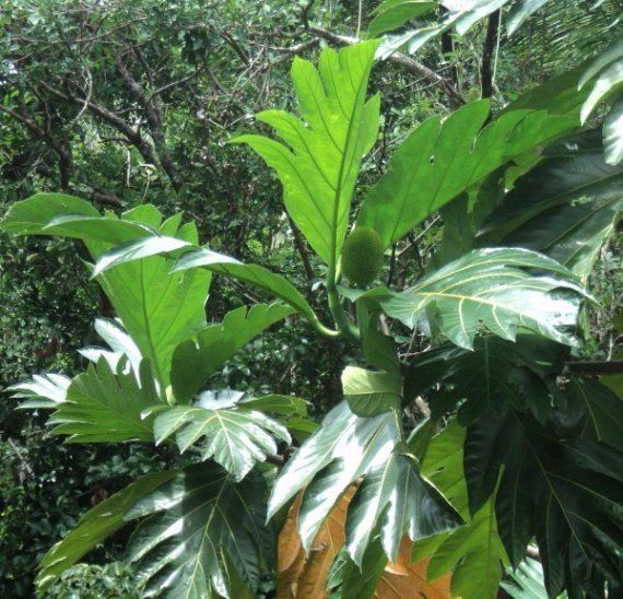 Artocarpus camansi Artocarpus camansi
