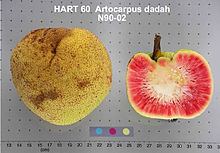 Artocarpus dadah httpsuploadwikimediaorgwikipediacommonsthu