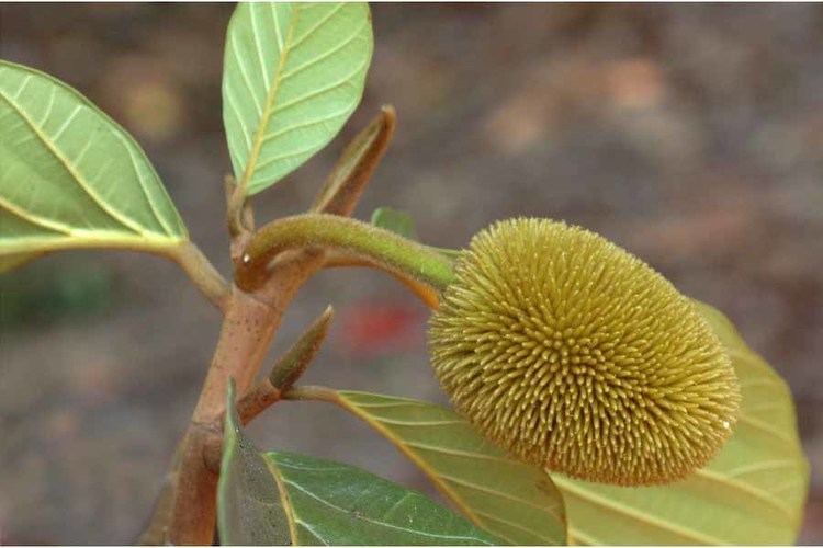 Artocarpus hirsutus Artocarpus hirsutus MORACEAE