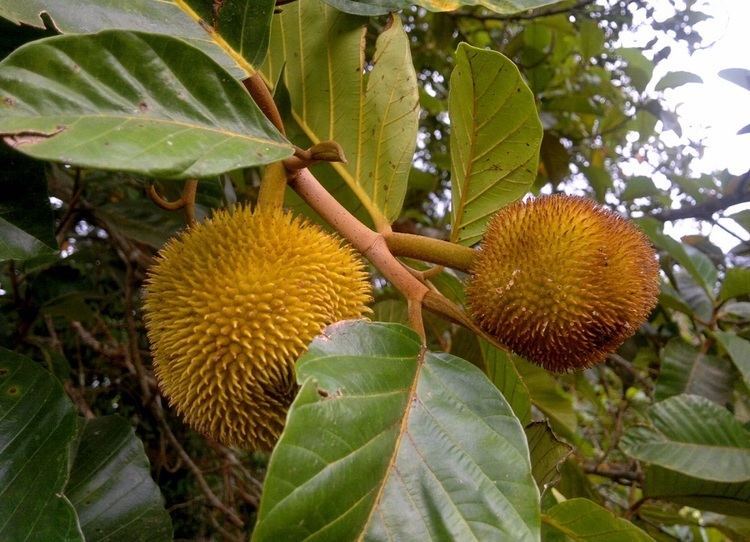 Artocarpus hirsutus Anjili Chakka Artocarpus hirsutus The Wild Jack Fruit of Kerala