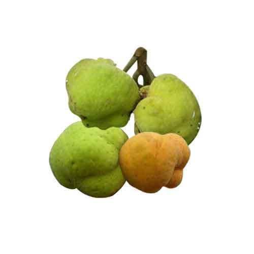 Artocarpus lacucha Lakoocha fruit Nutrition factsLakoocha fruit Health benefits