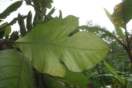 Artocarpus odoratissimus Artocarpus odoratissimus