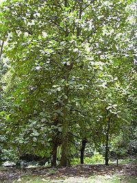 Artocarpus odoratissimus httpsuploadwikimediaorgwikipediacommonsthu