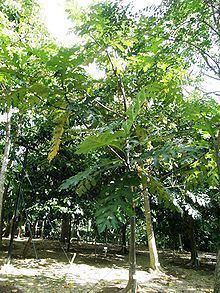Artocarpus scortechinii httpsuploadwikimediaorgwikipediacommonsthu