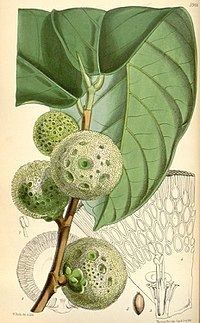 Artocarpus treculianus httpsuploadwikimediaorgwikipediacommonsthu