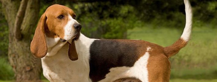 Artois Hound Artois Hound Breed Guide Learn about the Artois Hound