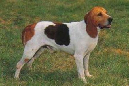 is the artois hound a good breed of dog