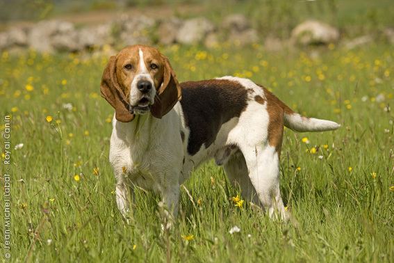 Artois Hound Artois Hound Wallpapers HD Download