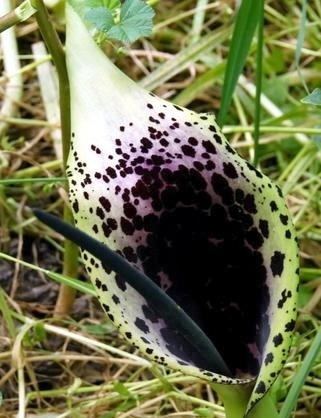 Arum dioscoridis Arum dioscoridis Hill View Rare Plants