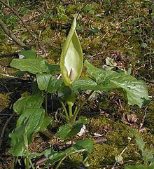 Arum maculatum httpsuploadwikimediaorgwikipediacommonsthu