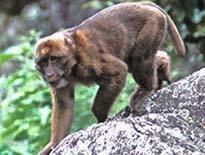 Arunachal macaque wwwiloveindiacomwildlifepicsarunachalmacaquejpg