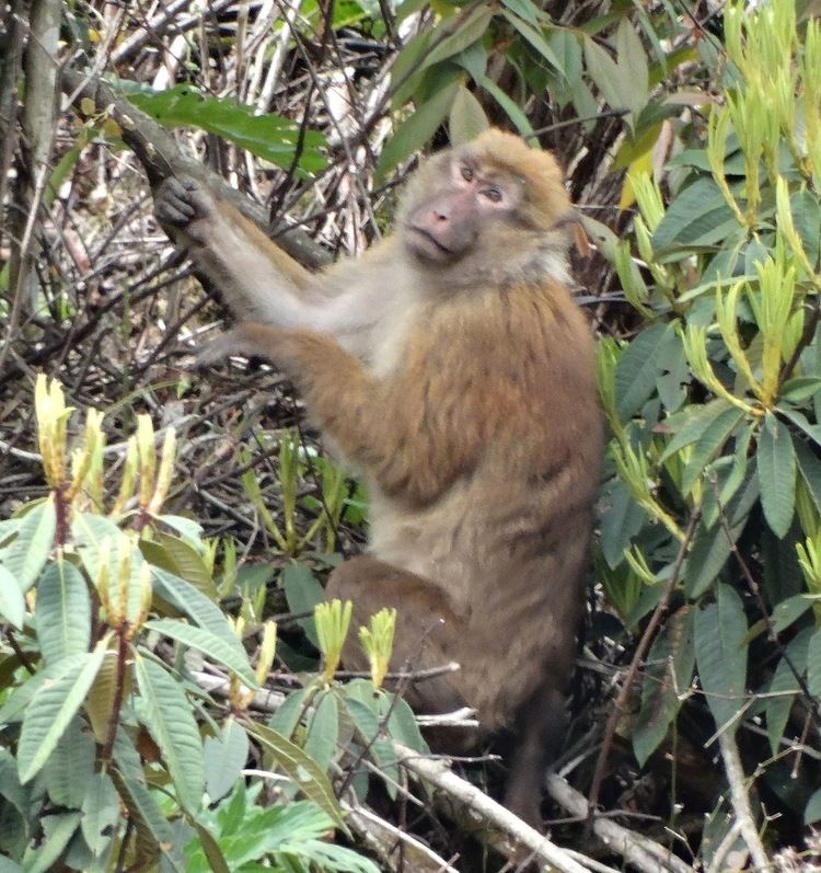 Arunachal macaque sunshinecoastbirds May 2015
