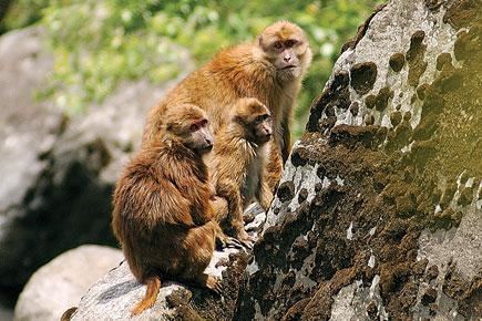 Arunachal macaque Identity Crisis OPEN Magazine